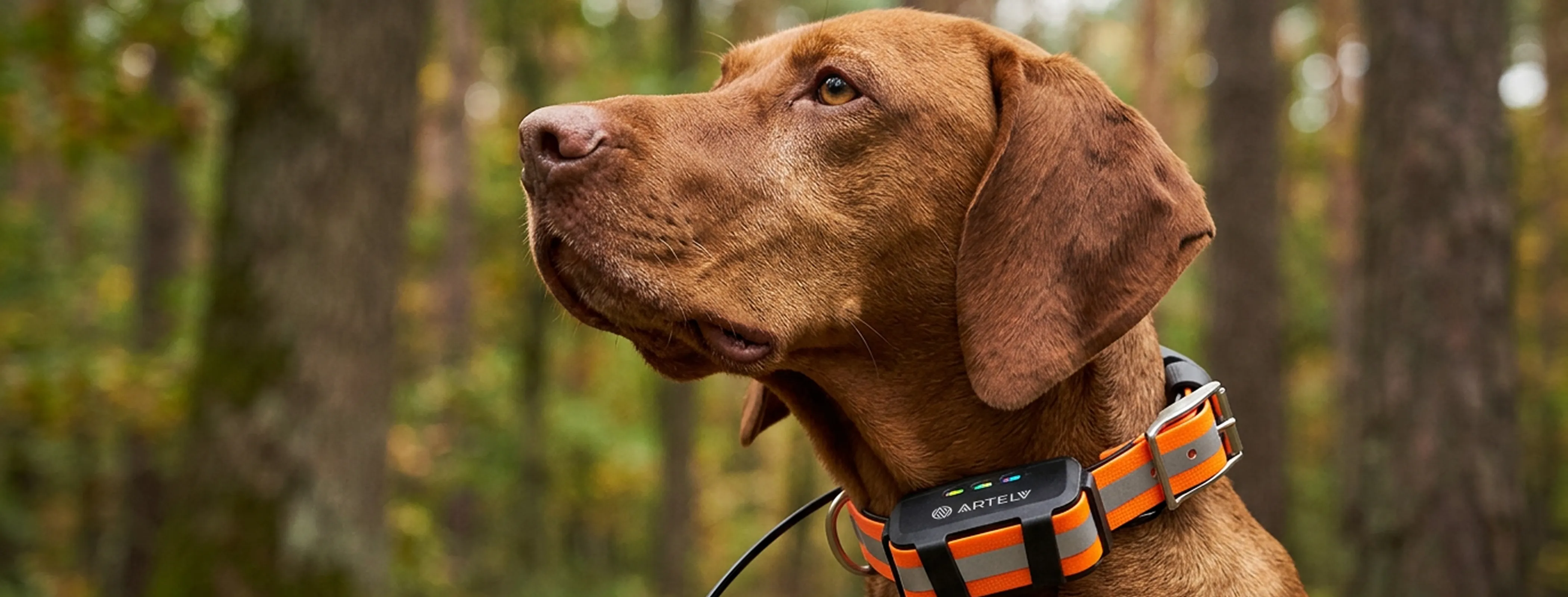Охотничья собака в GPS-ошейнике ARTELV TRACKER в осеннем лесу